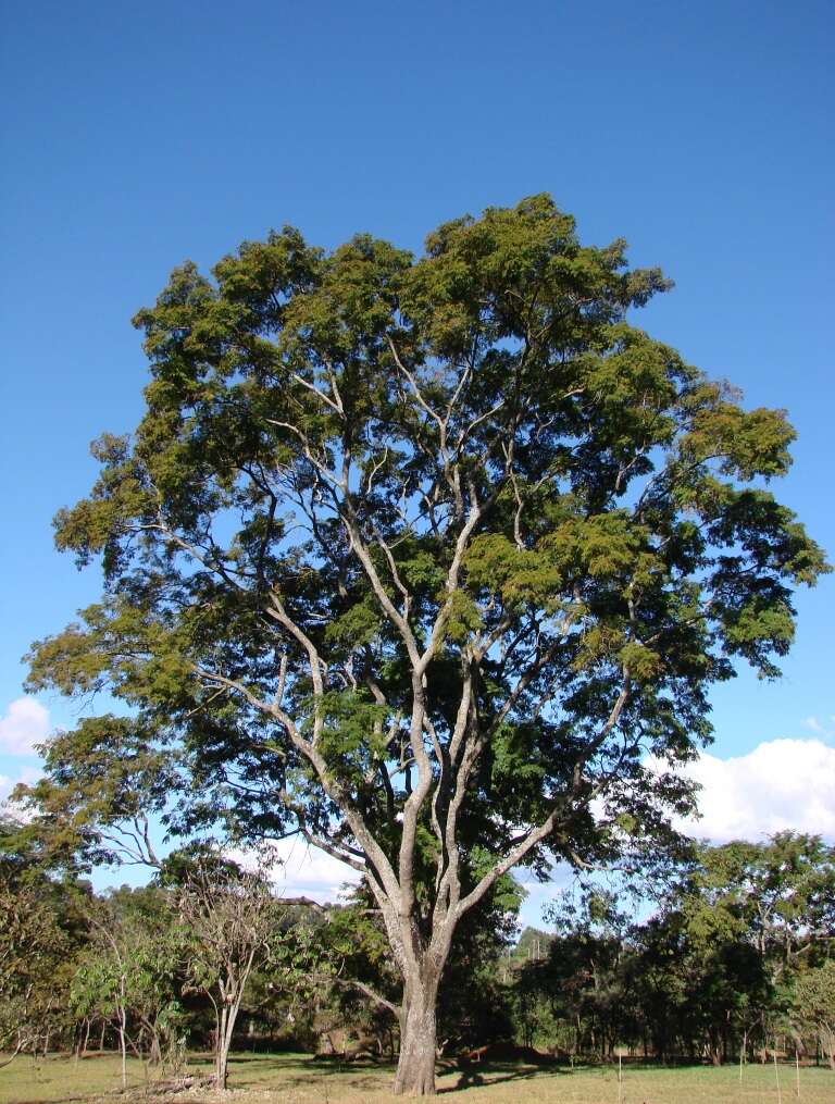 Plancia ëd Anadenanthera colubrina (Vell.) Brenan