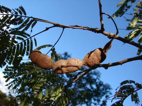 صورة Anadenanthera colubrina (Vell.) Brenan