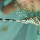 Image of Banded Skimmer