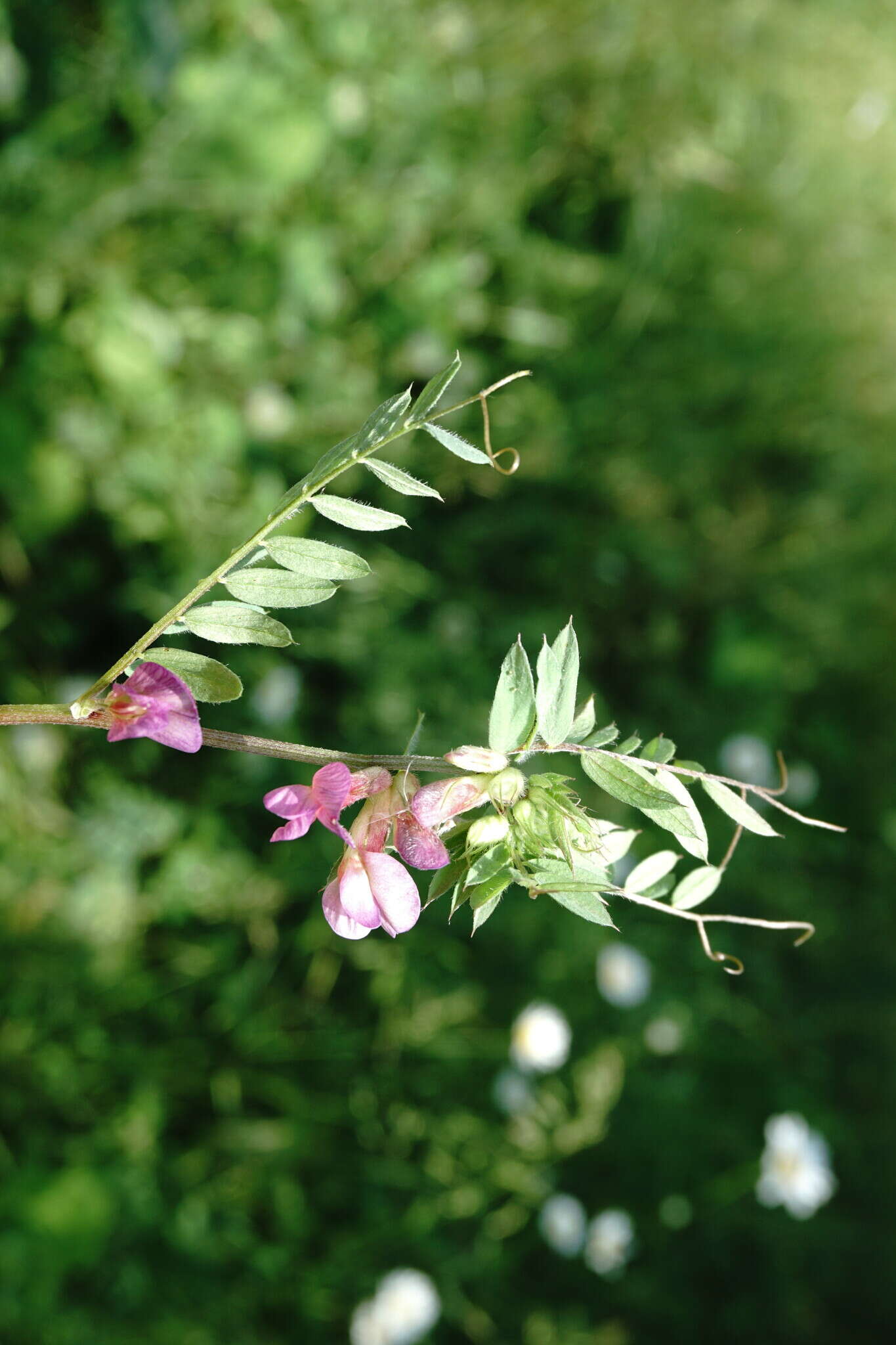 Image of Vicia pannonica subsp. striata