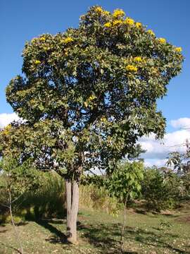 Image of Caribbean trumpet tree