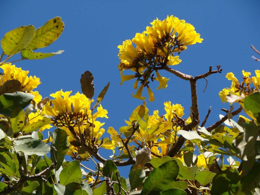 Image of Caribbean trumpet tree