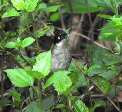 Image of Dark-fronted Babbler