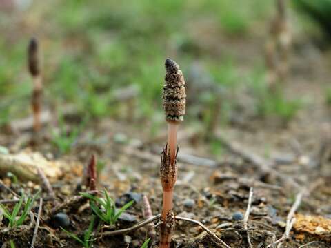 Image of field horsetail