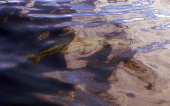 Image of Atlantic Spotted Dolphin