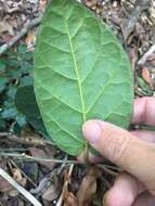 صورة Leichhardtia racemosa (F. Muell. ex Benth.) P. I. Forst.