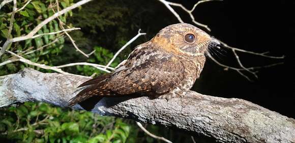 Image of Yucatan Nightjar