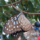 Image of Ideopsis vulgaris Butler 1874