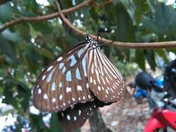 Imagem de Ideopsis vulgaris Butler 1874