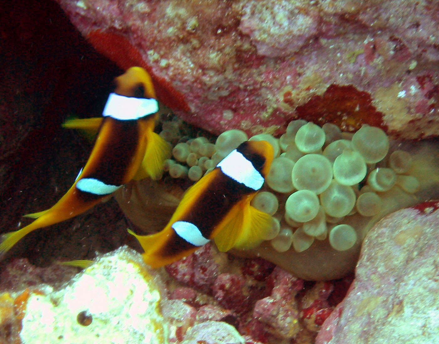 Image of Clownfish