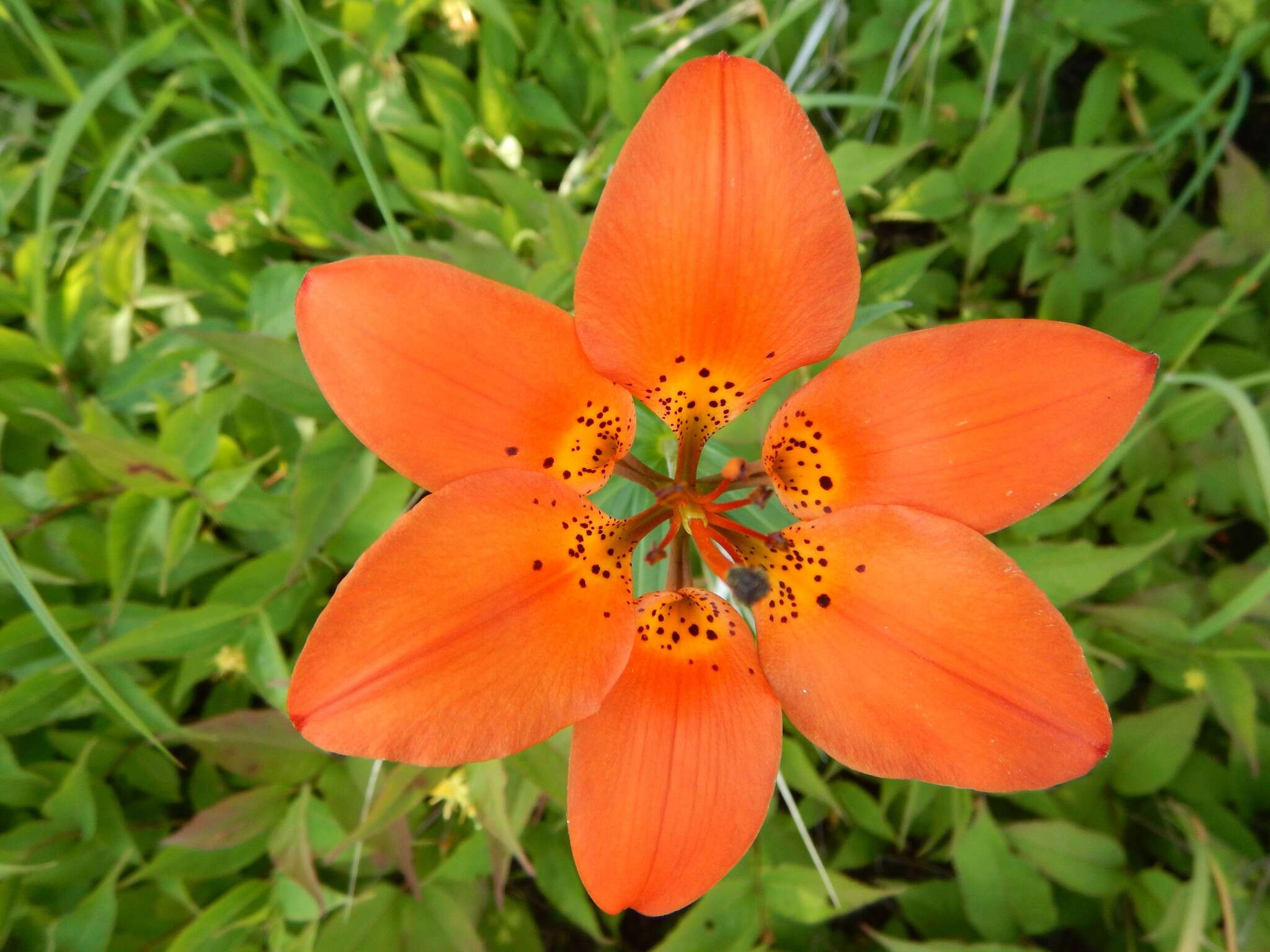 Lilium philadelphicum L. resmi