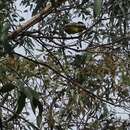 Image of Crested Shrike-tit