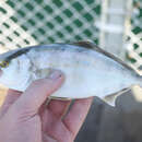 Image of Banded Rudderfish