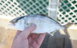 Image of Banded Rudderfish