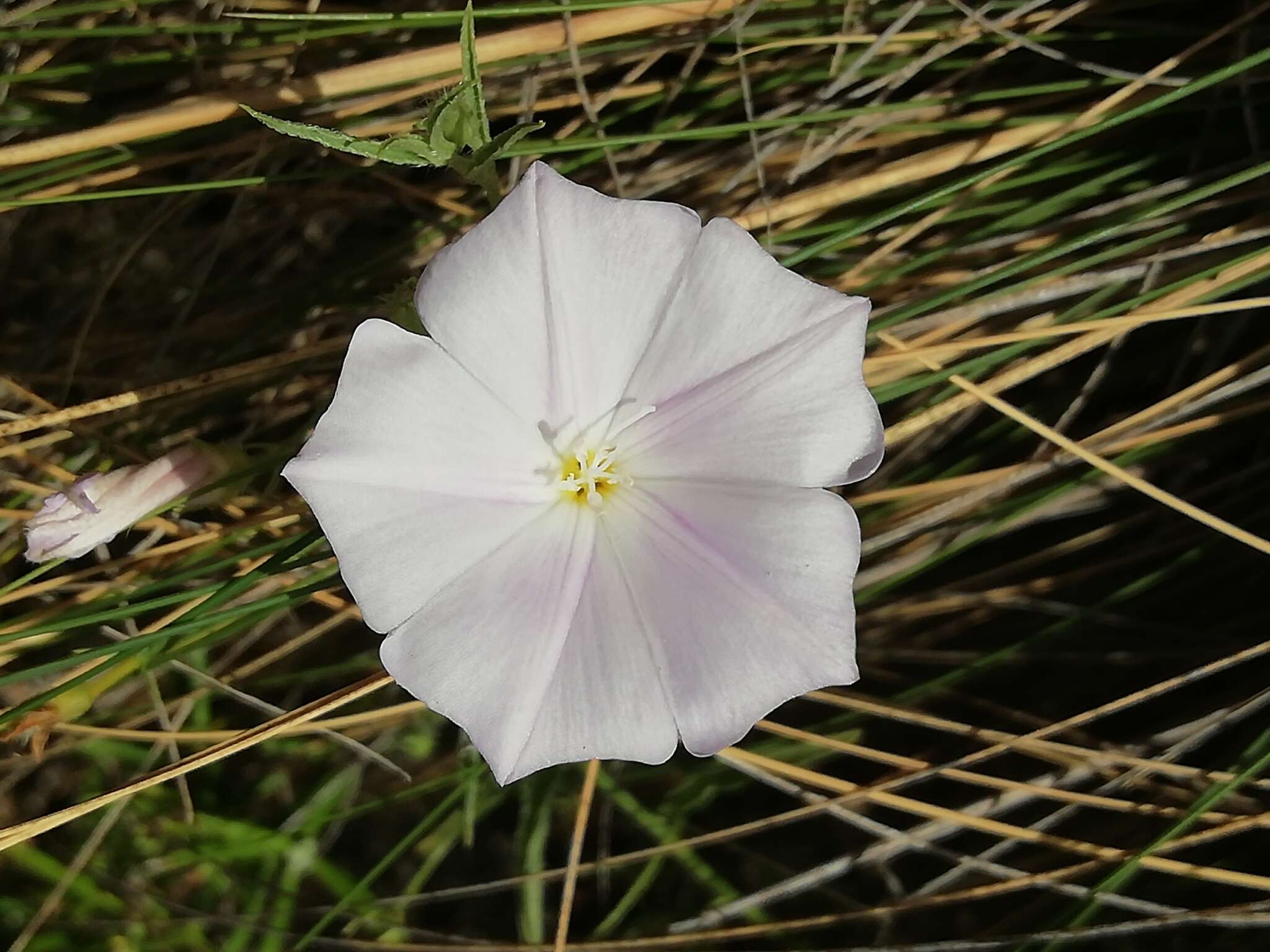 Image of Convolvulus valentinus Cav.