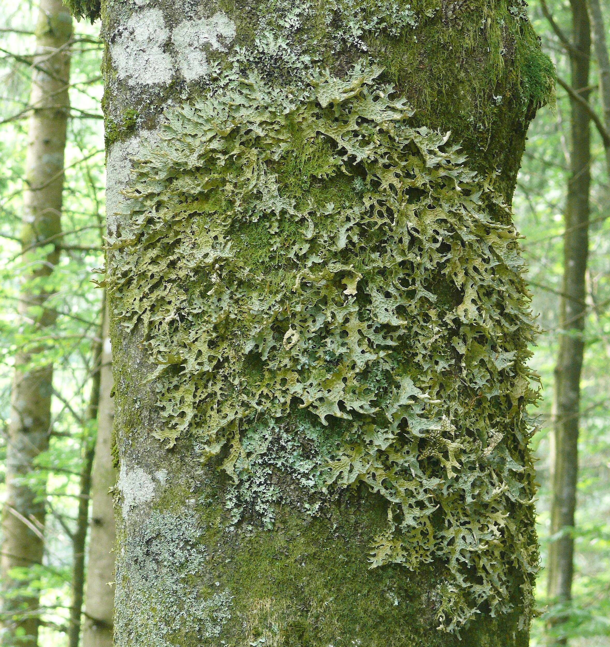 Image of Lungwort