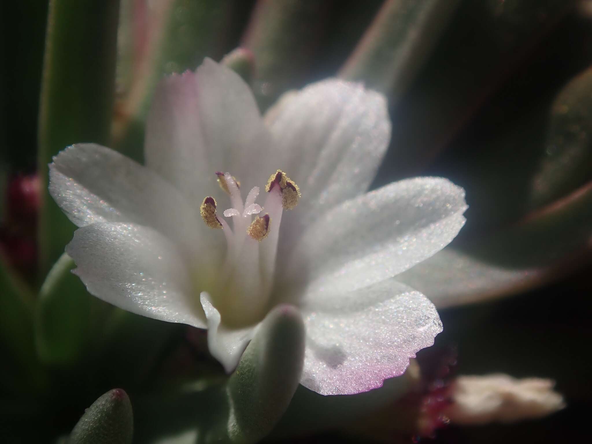 Lewisia glandulosa (Rydb.) Clay resmi