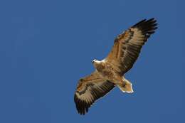 Image of White-bellied Sea Eagle