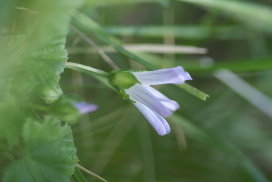 Image of common mallow