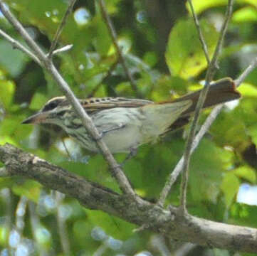 Imagem de Myiodynastes maculatus (Müller & Pls 1776)