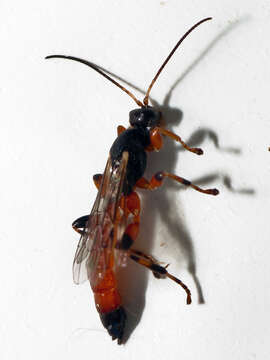 Image of Metopiinae