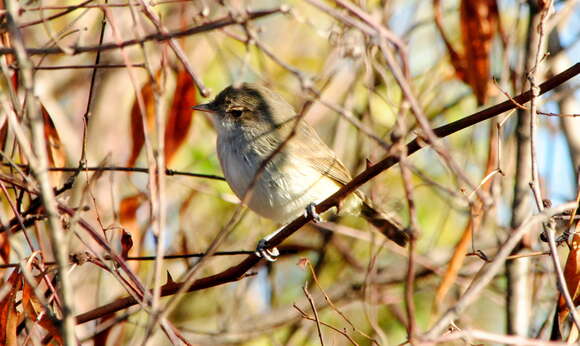 Image of Tawny-crowned Pygmy Tyrant