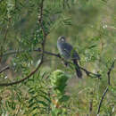 Image of Cassin's Sparrow