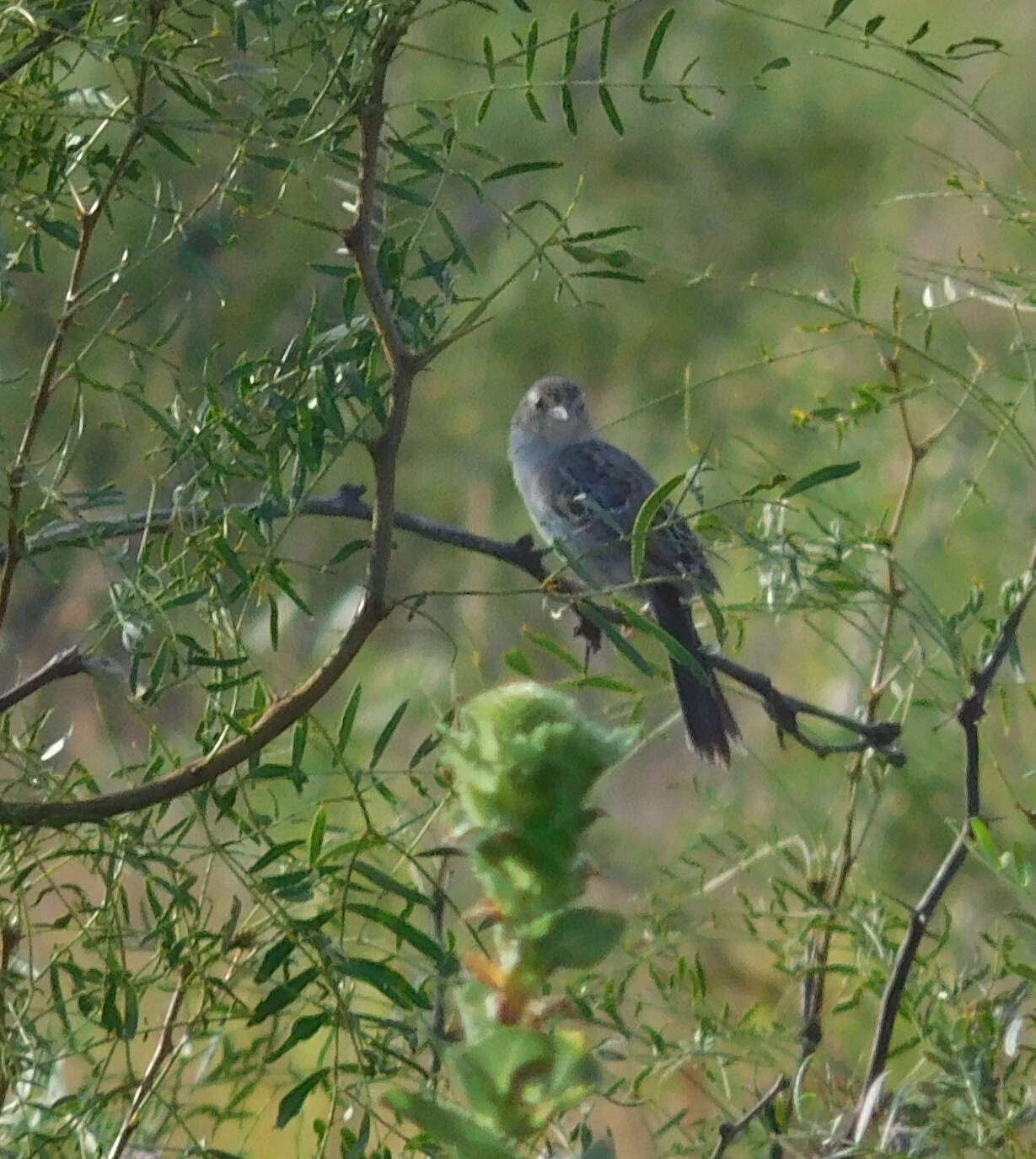 Image of Cassin's Sparrow