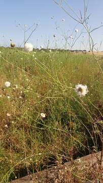 Image of Cephalaria joppensis (Rchb.) Coult.