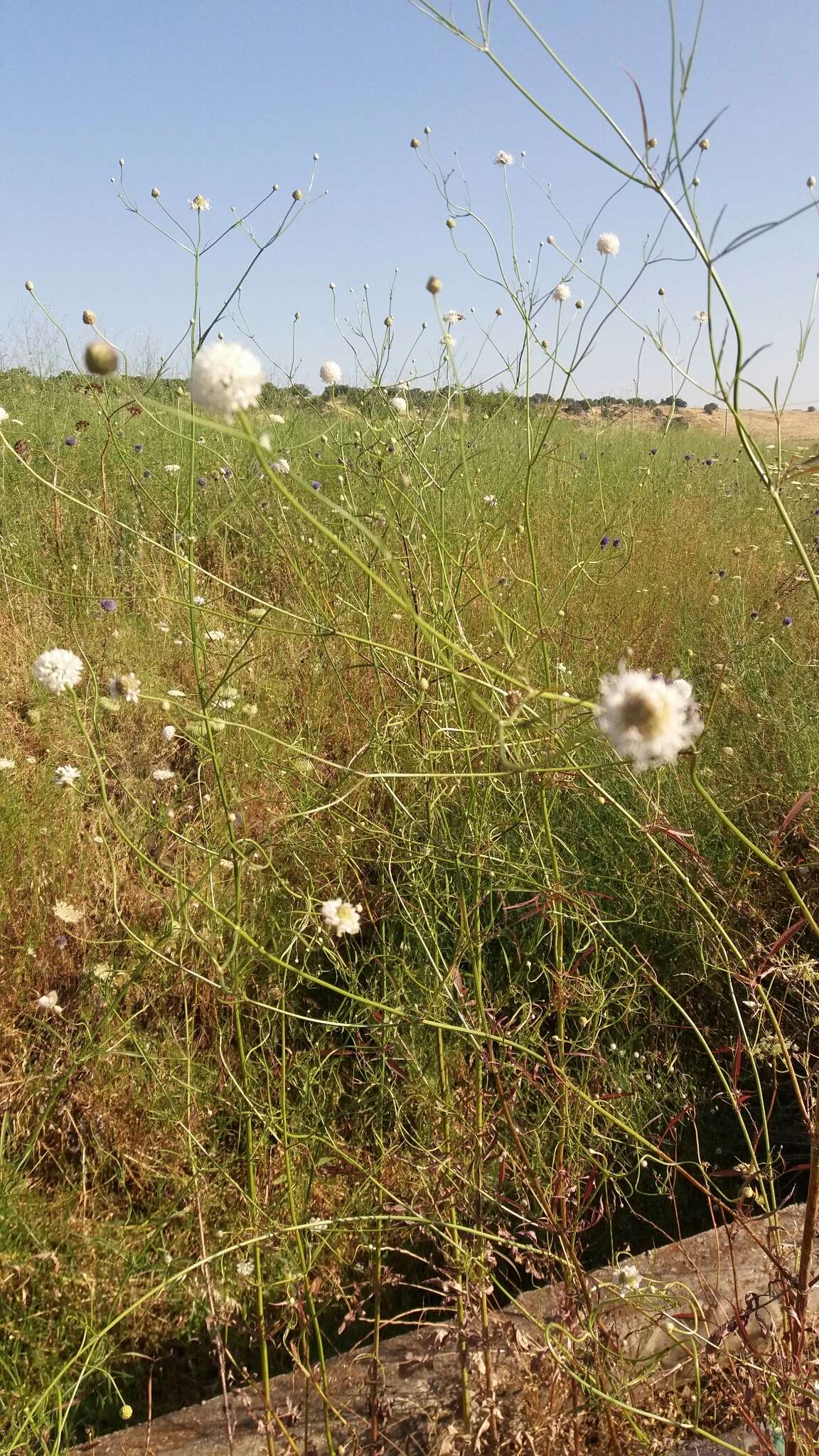 Image of Cephalaria joppensis (Rchb.) Coult.