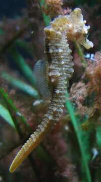 Image of Sea Horse