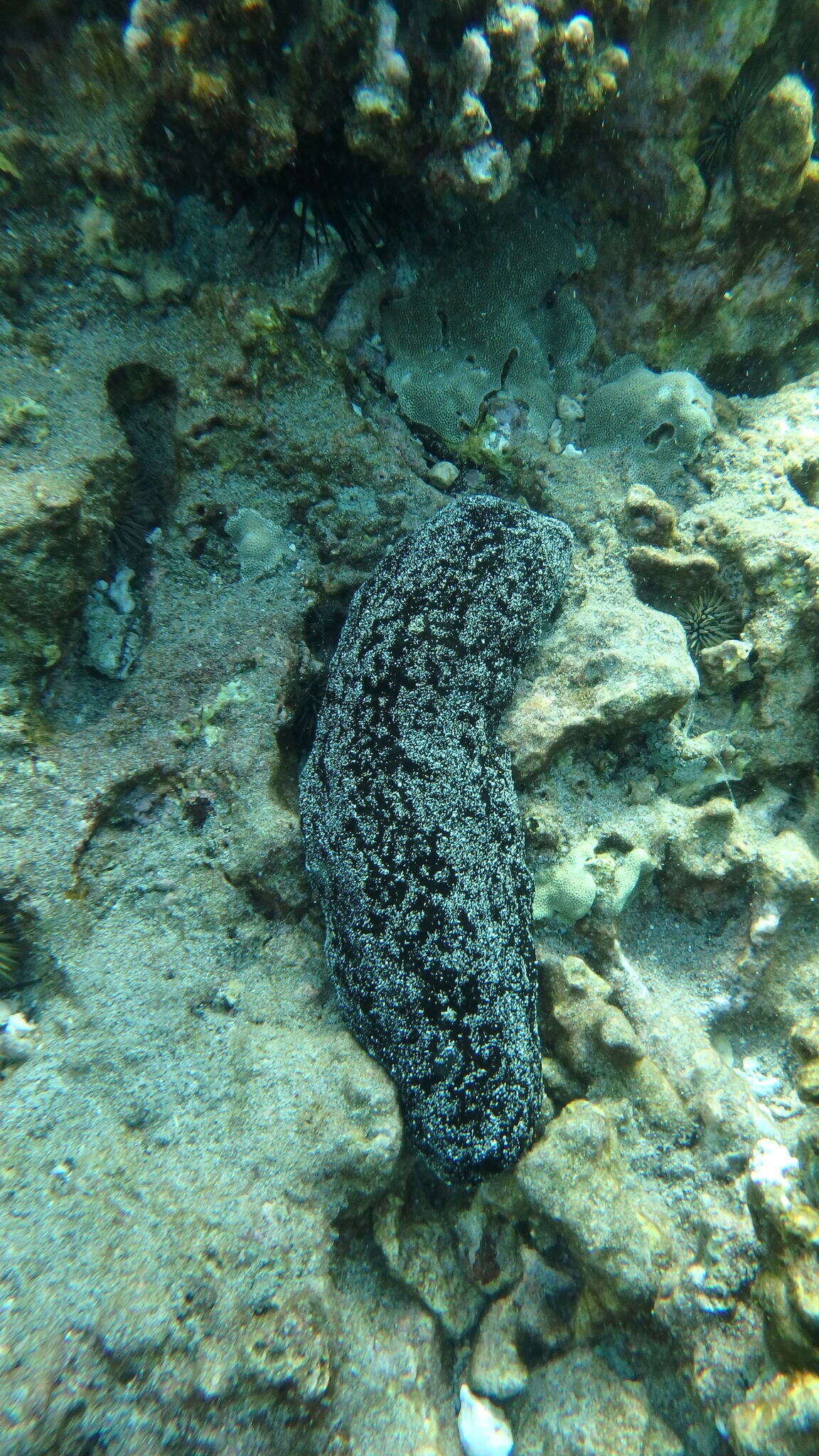 Image of Black sea cucumber