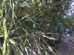 Image of Lanai sawsedge