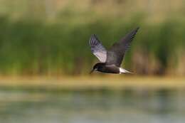 Image of Black Tern