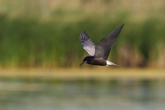 Image of Black Tern