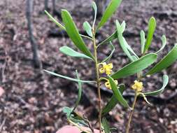 Image of Persoonia sericea A. Cunn. ex R. Br.