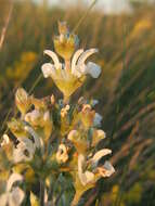 Imagem de Salvia aethiopis L.