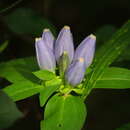 Gentiana andrewsii Griseb.的圖片