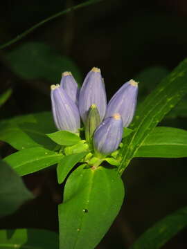 Plancia ëd Gentiana andrewsii Griseb.