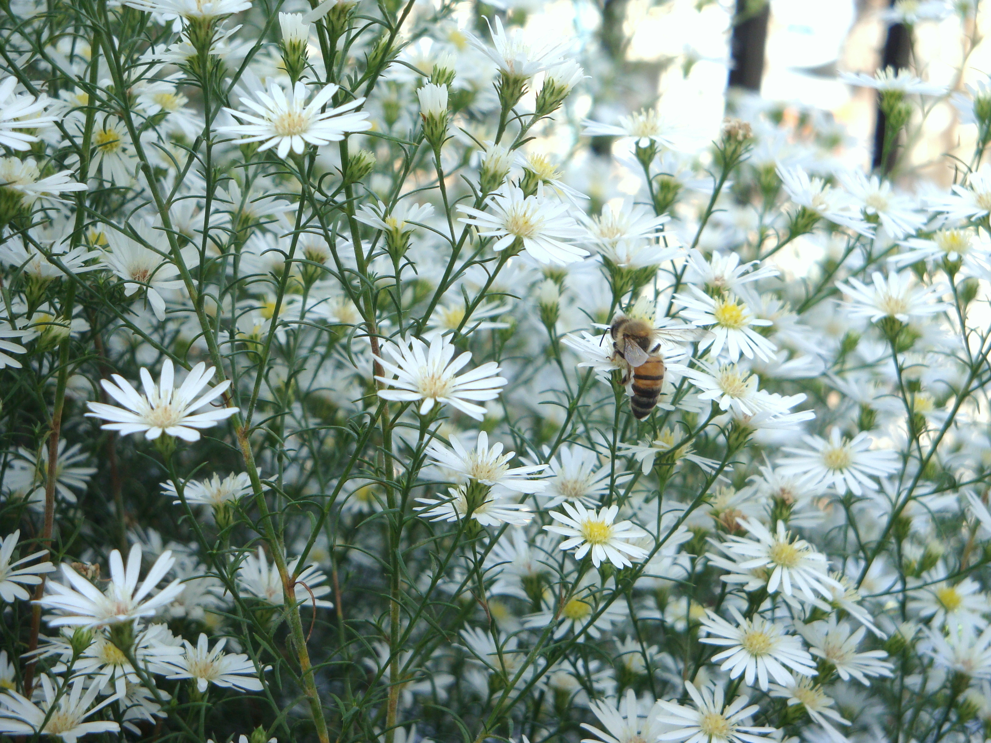 Anthemis cotula (rights holder: Banfield)