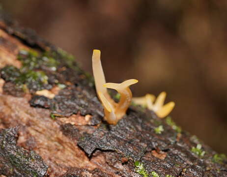 Imagem de Calocera fusca Lloyd 1925