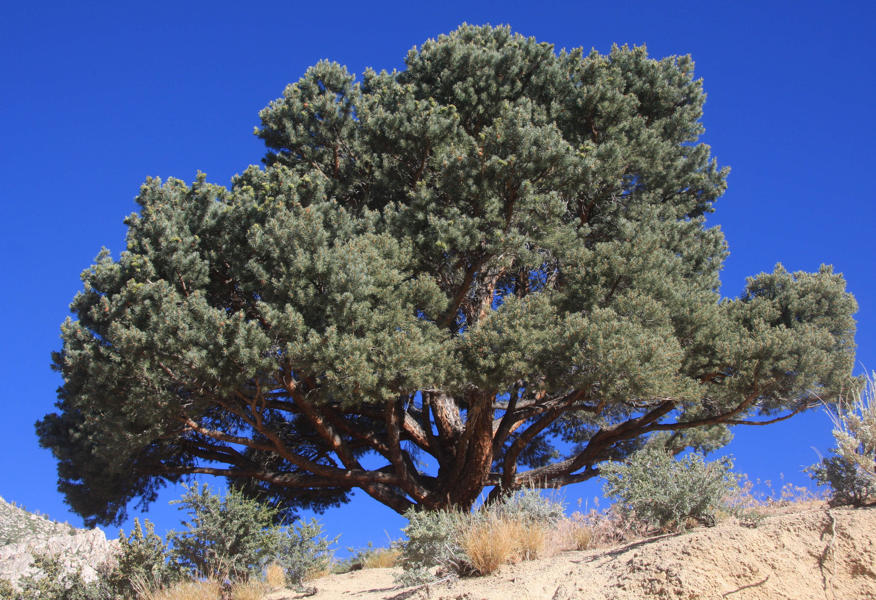 Image of singleleaf pinyon