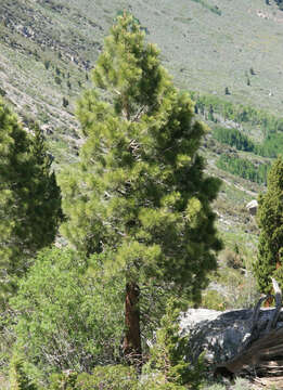 Image of Jeffrey Pine