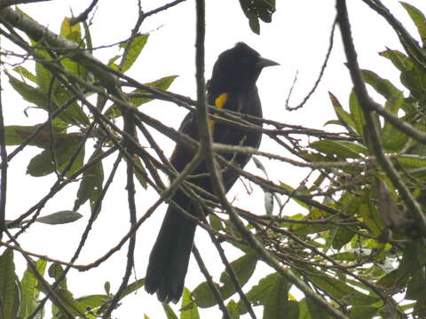 Imagem de Cacicus chrysonotus d'Orbigny & Lafresnaye 1838