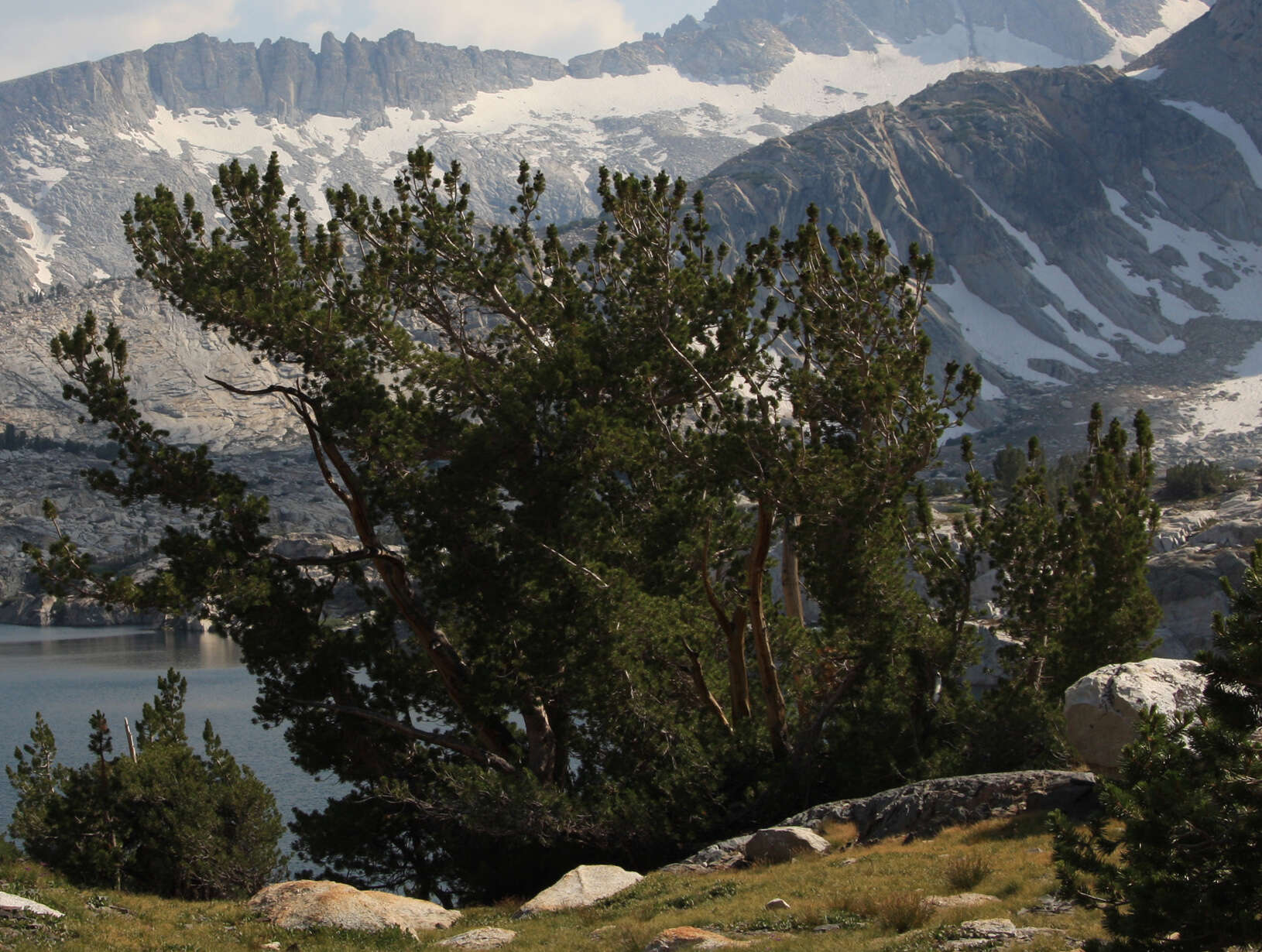 Image of whitebark pine