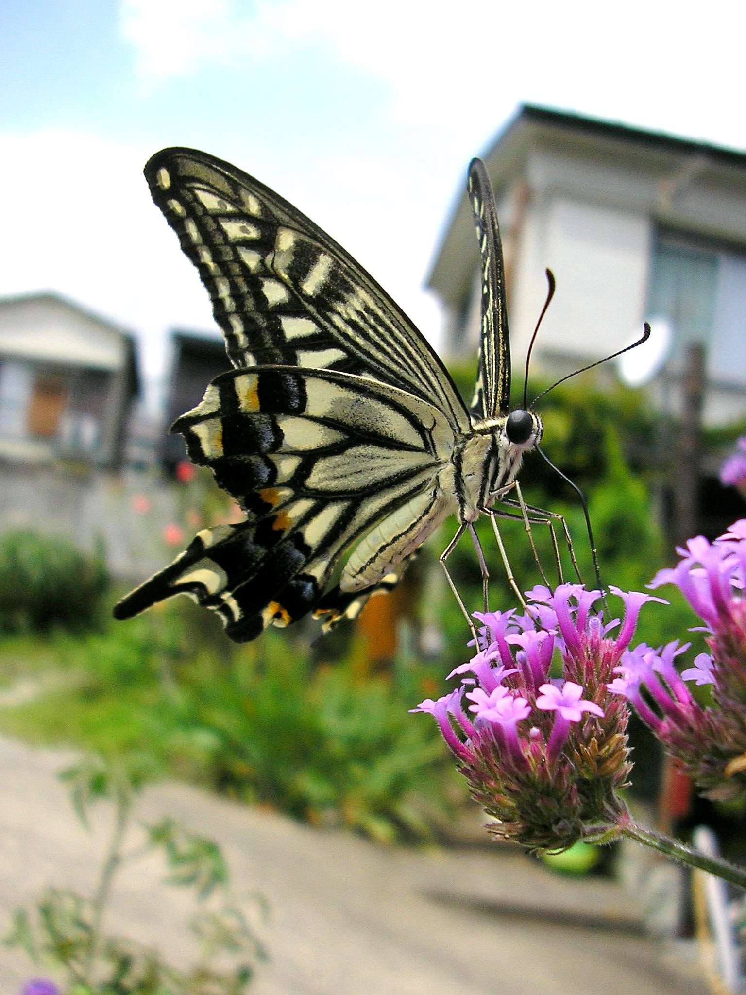 Papilio xuthus Linnaeus 1767 resmi