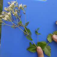 Eupatorium rotundifolium L. resmi