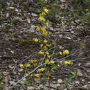 Image of Hibbertia serrata Hotchk.