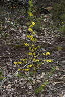 Image of Hibbertia serrata Hotchk.