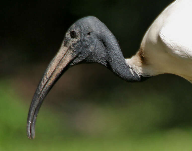 Image of Black-headed Ibis